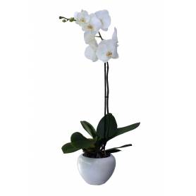 Orchid Phalaenopsis In Ceramic Pot  - 1