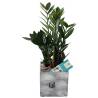 Zamioculcas In Ceramic Pot - 1