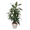 Dracaena Steudneri in Ceramic Pot - 1