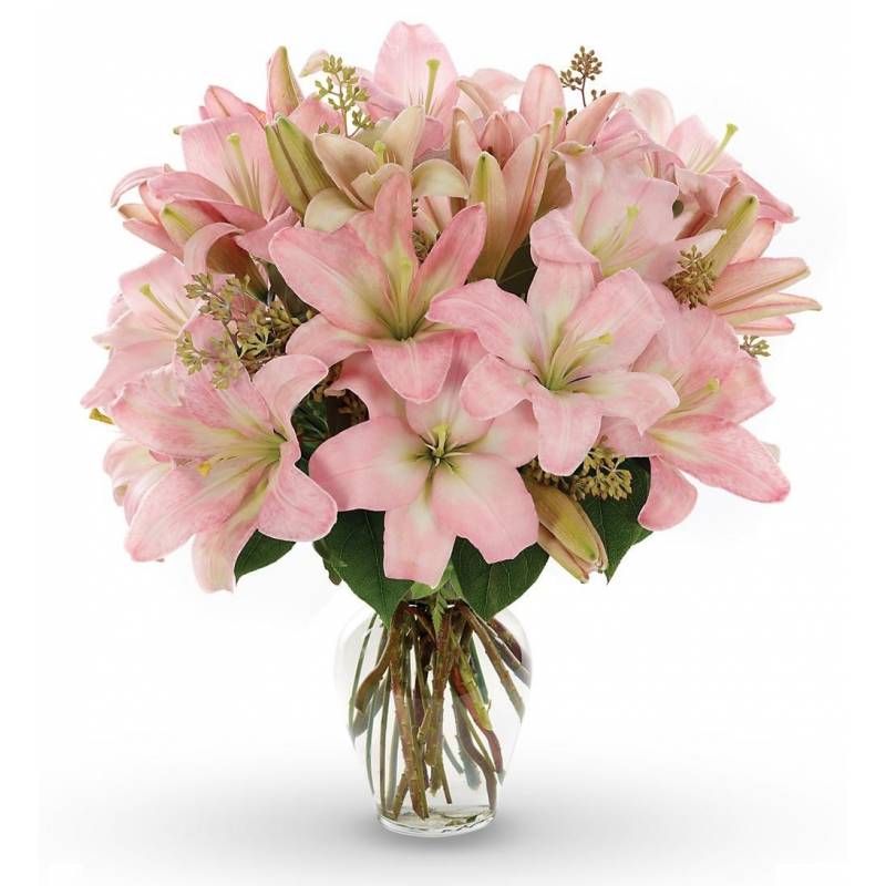 Pink Lilies - 1