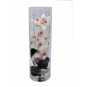 "Ourania" Orchid In A Glass  - 1