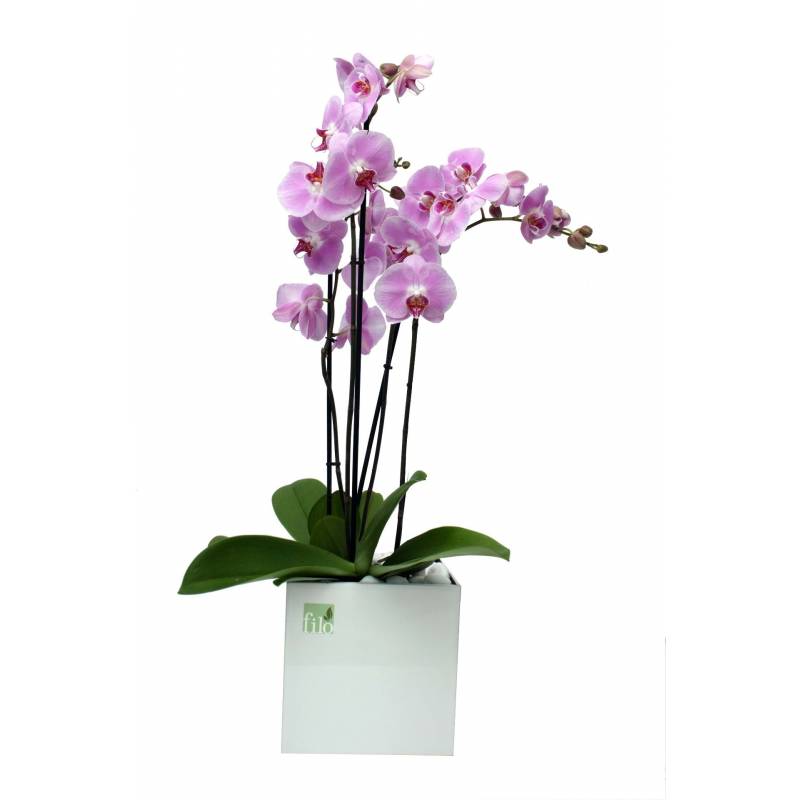 Orchid Phalaenopsis  - 1
