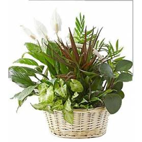 Plants Composition In A Basket  - 1