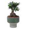 Ficus Ginseng Bonsai - 1