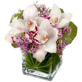 Orchid In Cube Glass Pot  - 1
