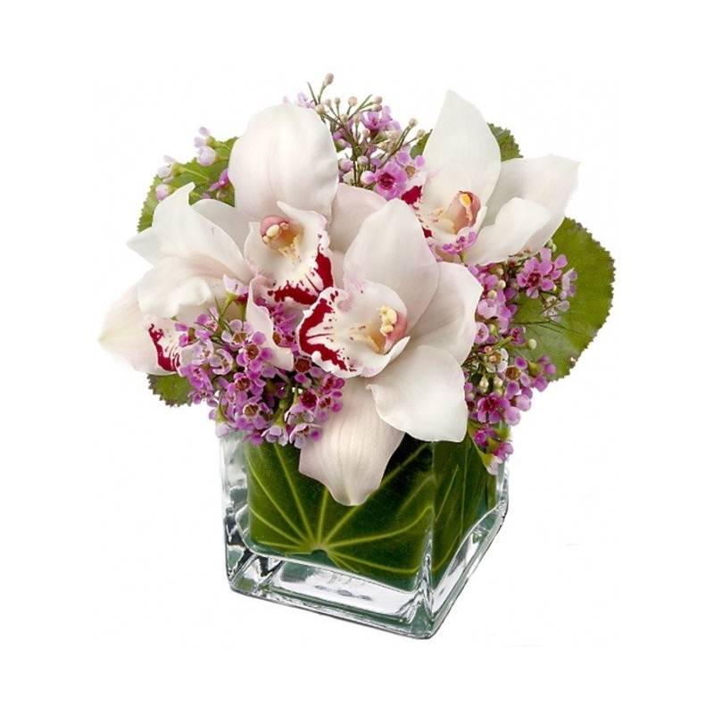 Orchid In Cube Glass Pot - 1
