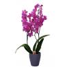 Double Stemmed Phalaenopsis Orchid - 1