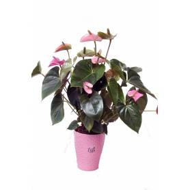 Pink Anthurium In Ceramic Pot  - 1