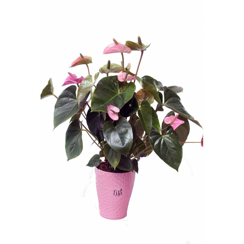 Pink Anthurium In Ceramic Pot - 1