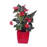 Anthurium In Red Pot - 1