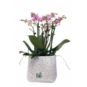 Mini Phalaenopsis Orchid in Ceramic Pot  - 1