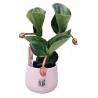 Medinilla σε Kεραμικό Kασπώ - 1