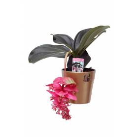 Medinilla Magnifica in Ceramic Pot - 2