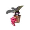 Medinilla Magnifica in Ceramic Pot - 2