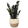 Zamia in Basket - 1