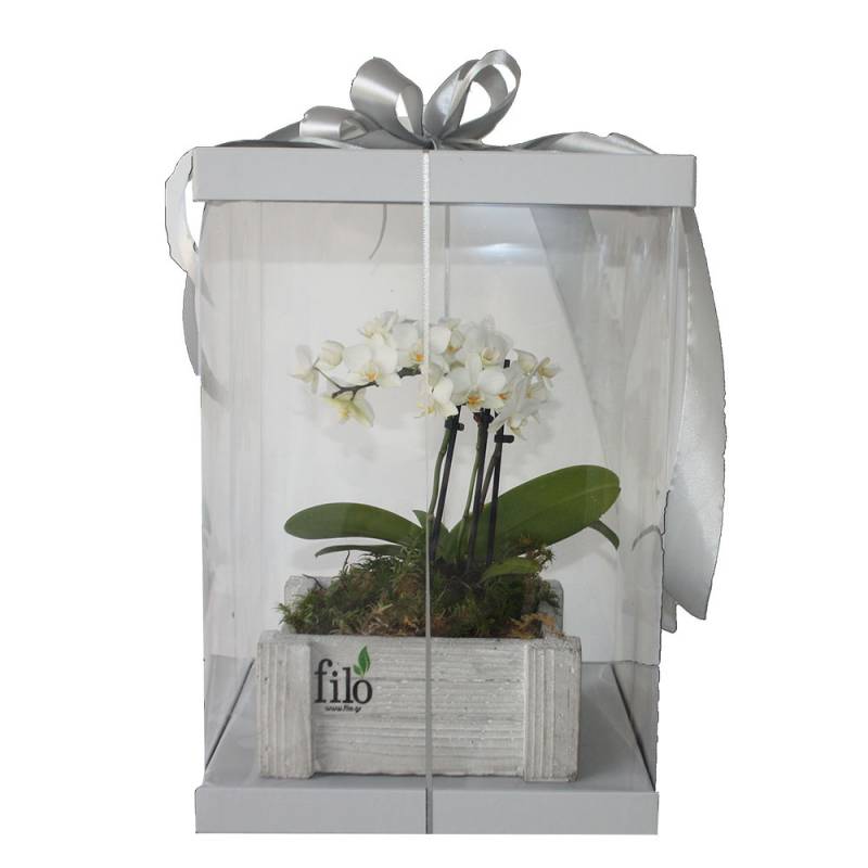 Miniature Phalaenopsis Orchid In a Box - 1