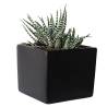 Zebra Plant in Metalic Frame - 2