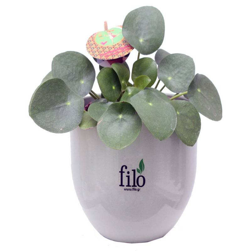 Pilea Peperomioides-Chinese Money Plant  - 1