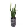 Sansevieria in Ceramic Pot - 1