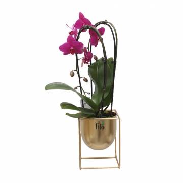 Cascade Phalaenopsis Orchid in Golden Metallic Pot  - 1