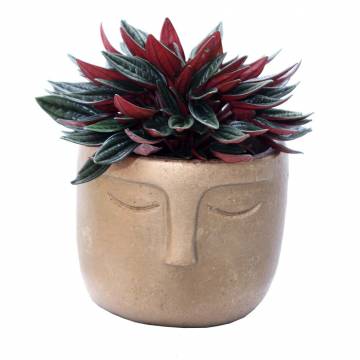 Ceramic Bouddha with Peperomia Rosso  - 1