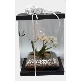 Miniature Phalaenopsis Orchid In a Box  - 2