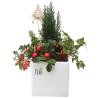 Christmas Plant Arrangement - 2