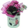 caladiva Plant in Carton happy mother day Hat Box - 1