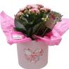 caladiva Plant in Carton happy mother day Hat Box - 2