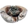 Rose of Jericho - 2