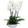 Three Double Stemmed Phalaenopsis Orchids In Large Cube Pot - 2