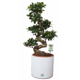 Ficus Ginseng Bonsai - 1