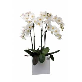 Three Double Stemmed Phalaenopsis Orchids In Large Cube Pot  - 1