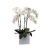 Three Double Stemmed Phalaenopsis Orchids In Large Cube Pot - 1